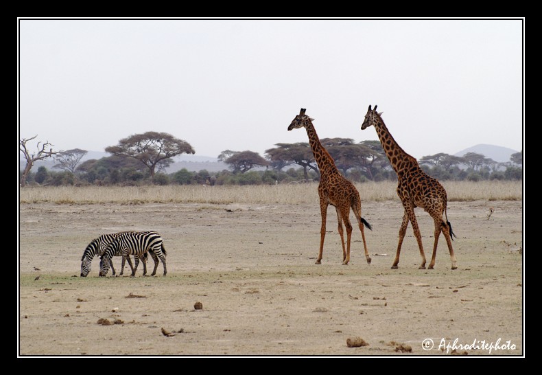 05 Safari Kenya